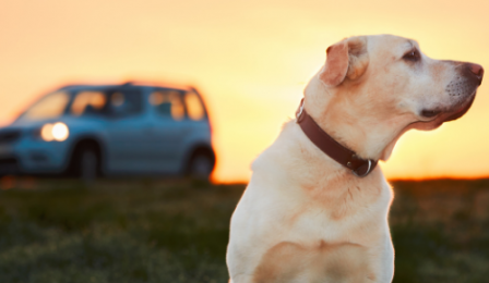 8 Tips For Traveling With Your Dog