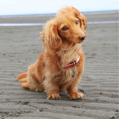 Top 5 Must-Visit Dog-Friendly Beaches in East Sussex