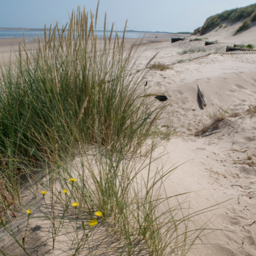 Top 5 Must-Visit Dog-Friendly Beaches in East Sussex