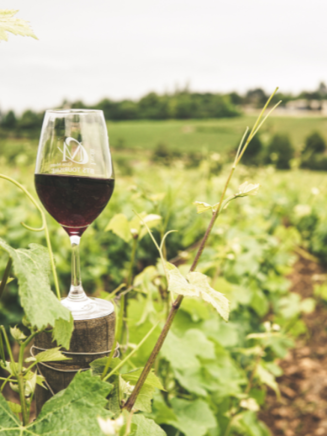 What makes Somerset wineries a must visit?